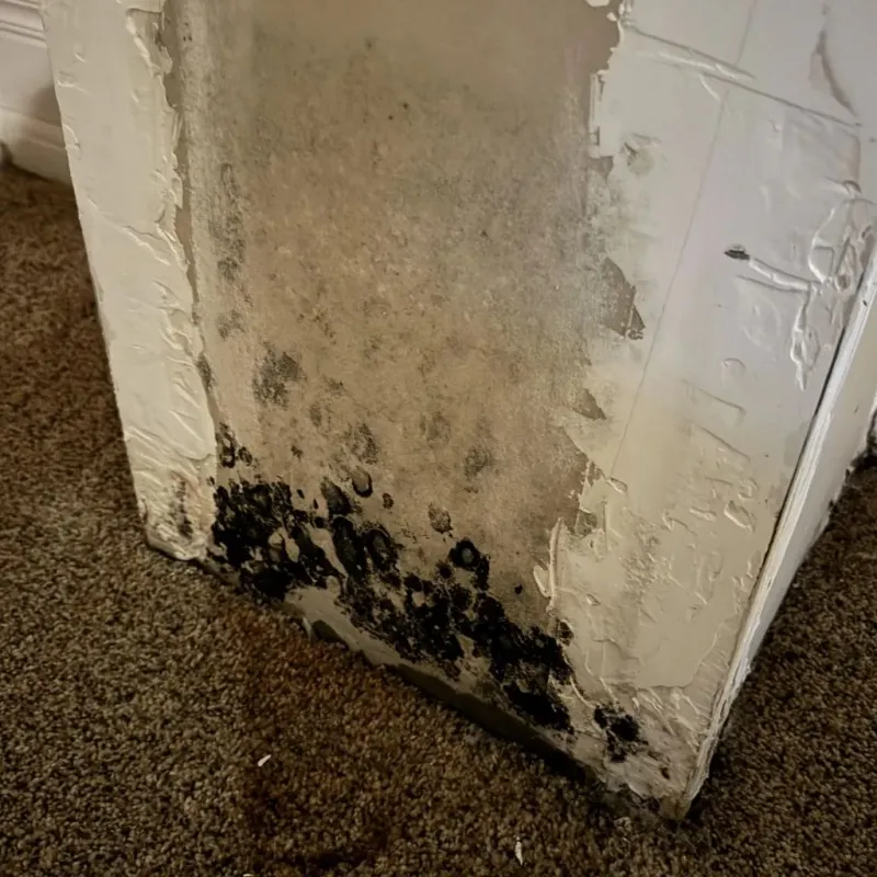 Professional Mold Removal in Forty Fort, PA